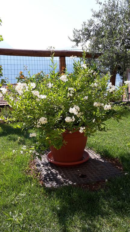Agriturismo Botton D'Oro Dongo Eksteriør bilde