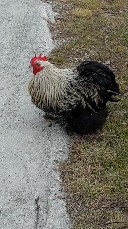 Agriturismo Botton D'Oro Dongo Eksteriør bilde